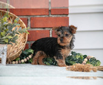 Puppy Juliana Yorkshire Terrier