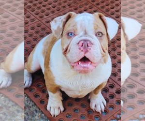 English Bulldog Puppy for Sale in SAN FRANCISCO, California USA