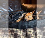 Small Photo #4 Chihuahua-Unknown Mix Puppy For Sale in Salt Lake City, UT, USA
