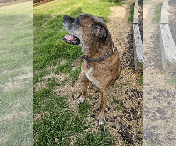 Medium Photo #6 Boxer Puppy For Sale in McKinney, TX, USA