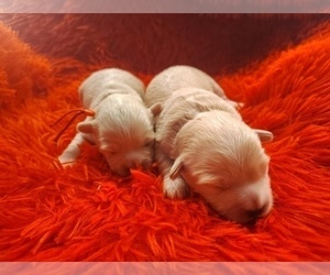 Maltipoo (Miniature) Litter for sale in SAN ANTONIO, TX, USA
