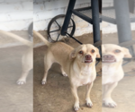 Small Chihuahua Mix