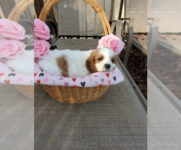 Medium Photo #6 Cavapoo Puppy For Sale in SUMMERVILLE, SC, USA