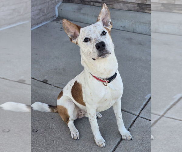 Medium Photo #9 Mutt Puppy For Sale in Lakewood, CO, USA