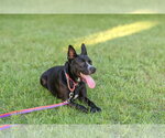 Small #6 German Shepherd Dog Mix