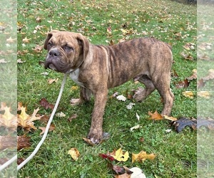 Olde English Bulldogge Puppy for sale in MIDDLEBURY, IN, USA