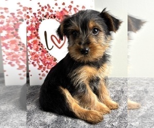 Yorkshire Terrier Puppy for sale in INDIANAPOLIS, IN, USA