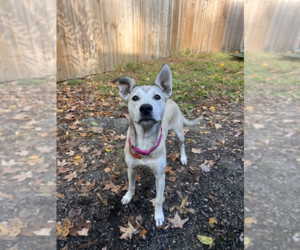 American Pit Bull Terrier-Huskies  Mix Dogs for adoption in Springdale, PA, USA