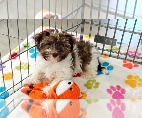 Medium Photo #7 Havashire Puppy For Sale in ORO VALLEY, AZ, USA