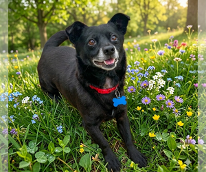 Panther - Male Chihuahua-Schipperke Mix Dog for Adoption - Photo #3