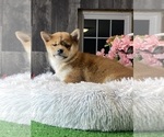 Small #4 Shiba Inu