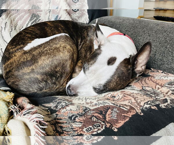 Medium Photo #4 Labrador Retriever-Unknown Mix Puppy For Sale in Princeton, MN, USA