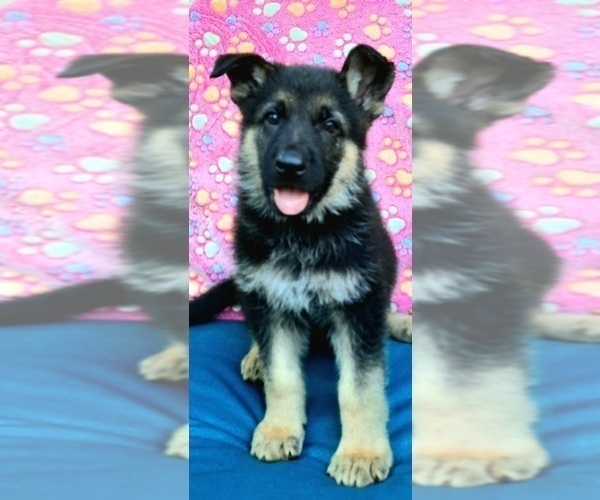 Medium Photo #1 German Shepherd Dog Puppy For Sale in BRITTONS NECK, SC, USA