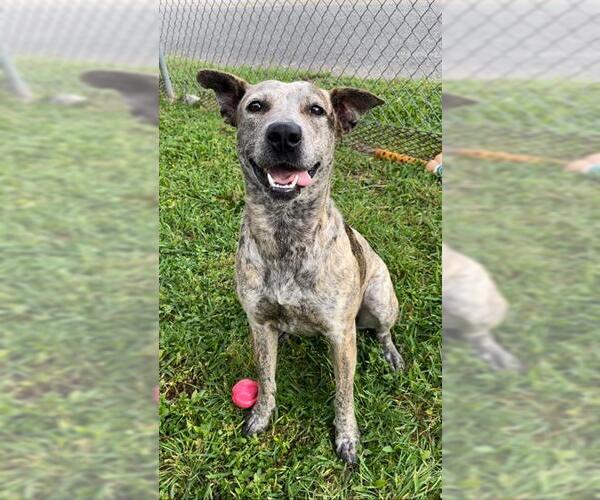 Medium Photo #2 Catahoula Leopard Dog-Unknown Mix Puppy For Sale in Rosenberg, TX, USA