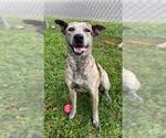 Small #1 Catahoula Leopard Dog Mix
