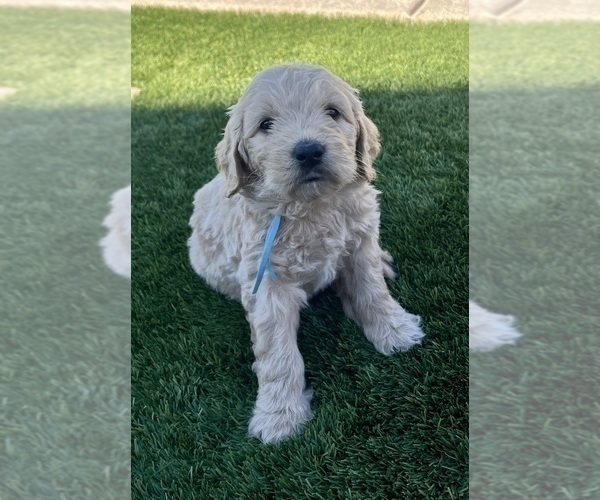 Medium Photo #100 Goldendoodle Puppy For Sale in PHOENIX, AZ, USA
