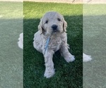 Small Photo #100 Goldendoodle Puppy For Sale in PHOENIX, AZ, USA