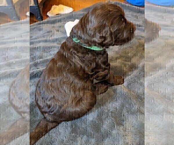 Medium Photo #3 Labradoodle Puppy For Sale in JOPLIN, MO, USA