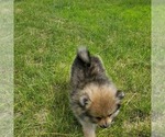 Small Photo #10 Pomeranian Puppy For Sale in EAU CLAIRE, WI, USA