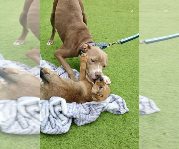 Medium Photo #6 American Pit Bull Terrier-American Staffordshire Terrier Mix Puppy For Sale in Raleigh, NC, USA
