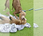 Small #5 American Pit Bull Terrier-American Staffordshire Terrier Mix