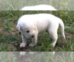 Puppy Scout Anatolian Shepherd-Labrador Retriever Mix