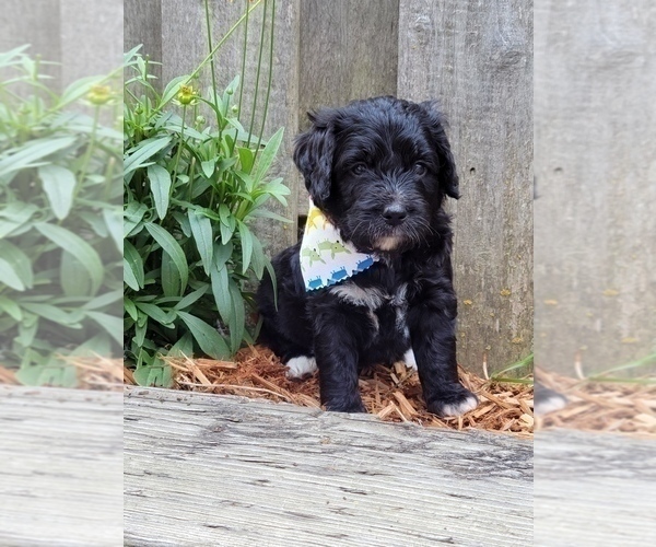 Medium Photo #2 Bernedoodle Puppy For Sale in OMAHA, NE, USA