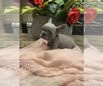 Small French Bulldog