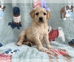 Small #6 Goldendoodle