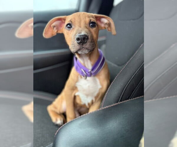 Medium Photo #9 American Pit Bull Terrier-Labrador Retriever Mix Puppy For Sale in Brewster, NY, USA