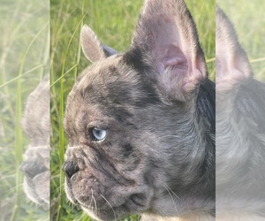 French Bulldog Puppy for sale in MIAMI, FL, USA