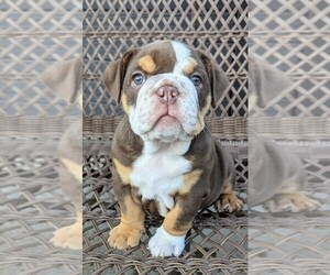 Medium Bulldog