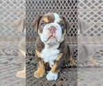 Puppy Chacka Bulldog