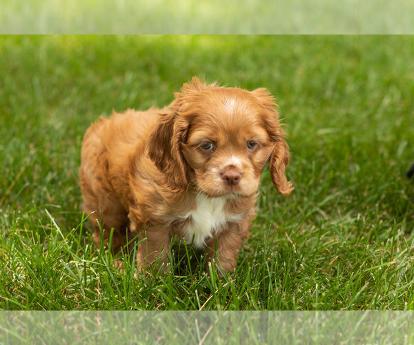 Medium Photo #13 Cocker Spaniel Puppy For Sale in NAPPANEE, IN, USA