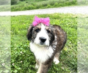 Bernedoodle Puppy for sale in DUNDEE, OH, USA