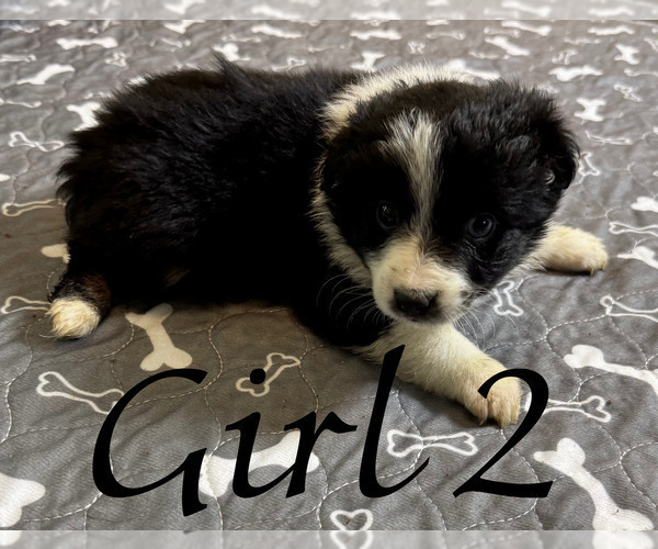Medium Photo #85 Miniature Australian Shepherd Puppy For Sale in SALISBURY, NC, USA