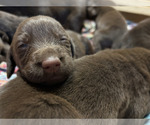 Small Photo #18 Labrador Retriever Puppy For Sale in MARYVILLE, TN, USA