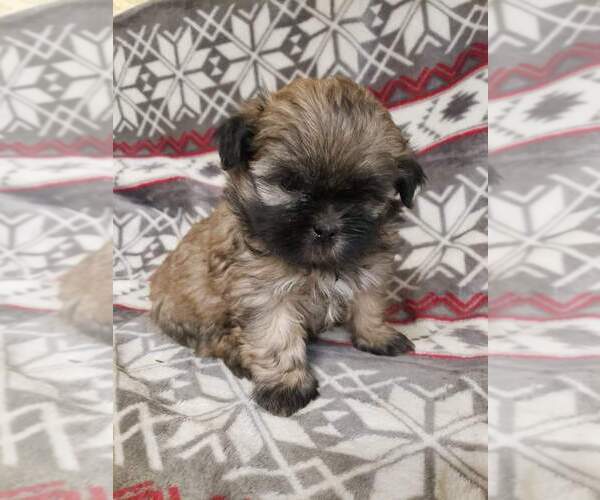 Medium Photo #4 Shih Tzu Puppy For Sale in MOUNTAIN GROVE, MO, USA