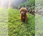 Small Photo #41 Double Doodle Puppy For Sale in LAGRANGE, GA, USA