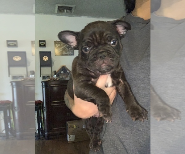 Medium Photo #3 French Bulldog Puppy For Sale in LAKEWOOD, CA, USA