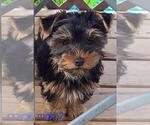 Small #4 Yorkshire Terrier