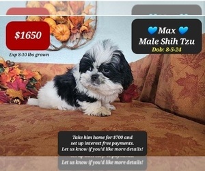 Shih Tzu Puppy for sale in TUCSON, AZ, USA