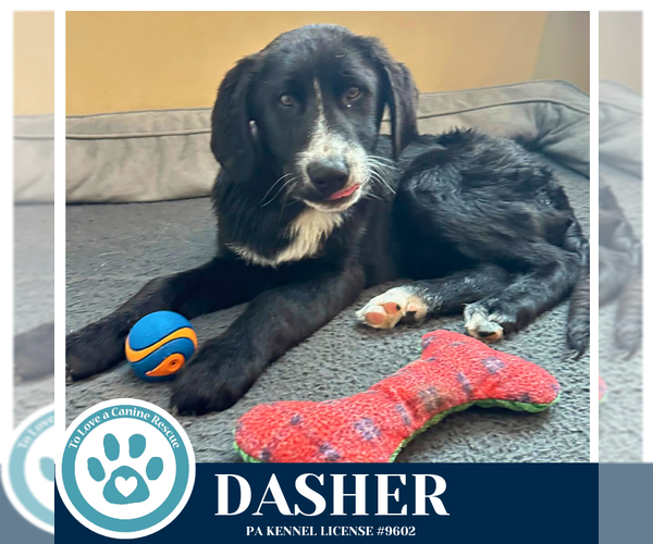 Medium Photo #2 Labrenees Puppy For Sale in Kimberton, PA, USA