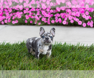 French Bulldog Puppy for sale in MILLERSBURG, IN, USA