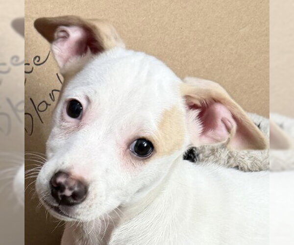 Medium Photo #1 Mutt Puppy For Sale in Pleasanton, CA, USA