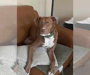 Clarey - Female Mutt Dog for Adoption - Photo #2