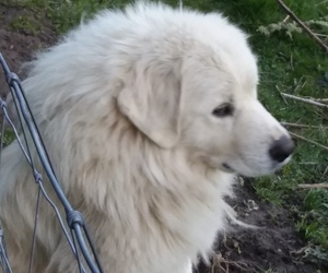 Mother of the Great Pyrenees puppies born on 10/31/2021