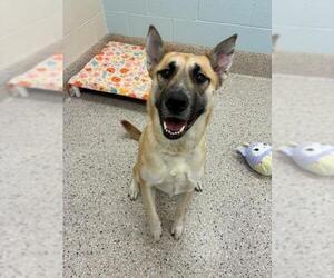 German Shepherd Dog Dogs for adoption in Brighton, CO, USA