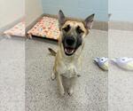 Small German Shepherd Dog