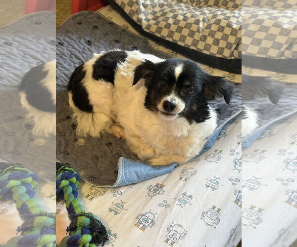 Medium Photo #1 Papillon-Unknown Mix Puppy For Sale in Sistersville, WV, USA